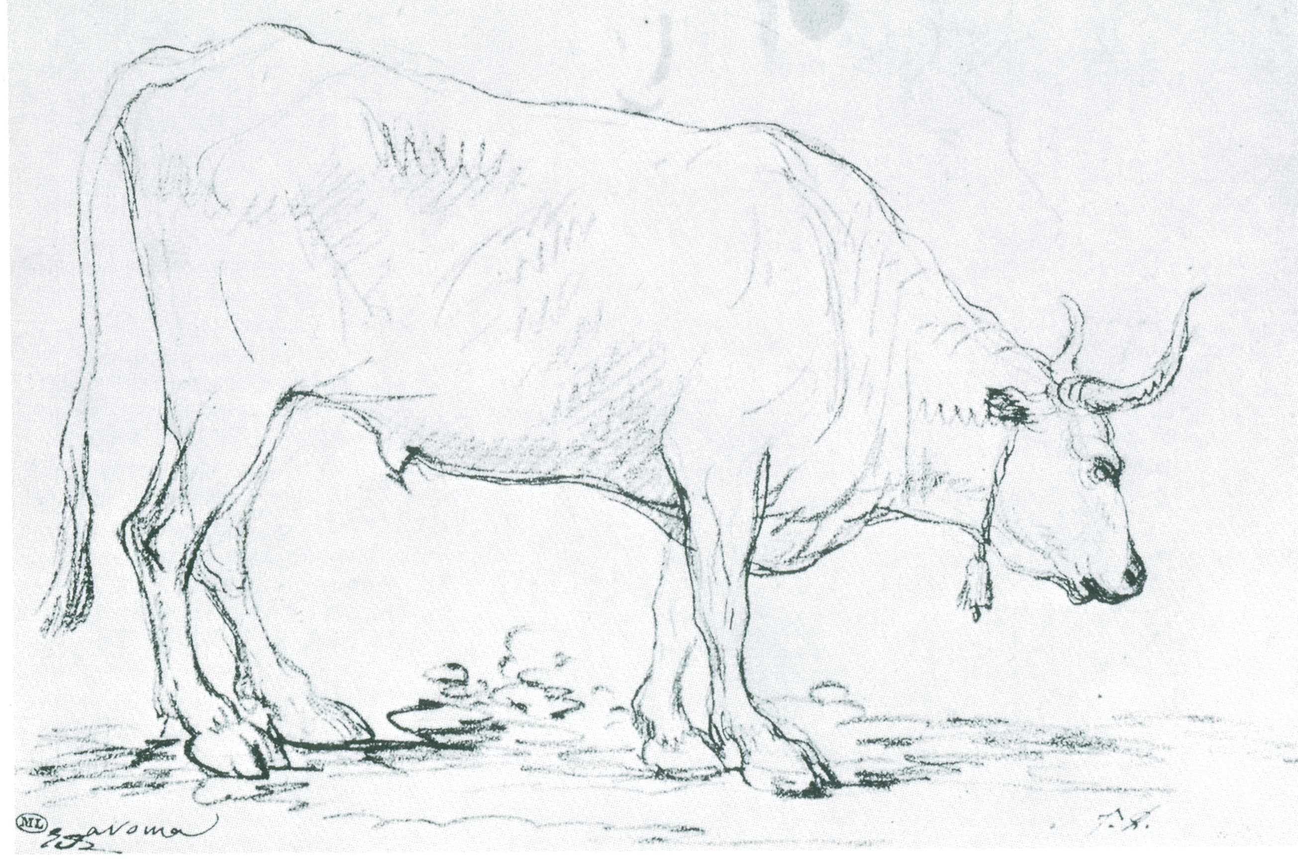 Coloriage Boeuf 16867 Jpg 2609 1728 Coloriage Dessin